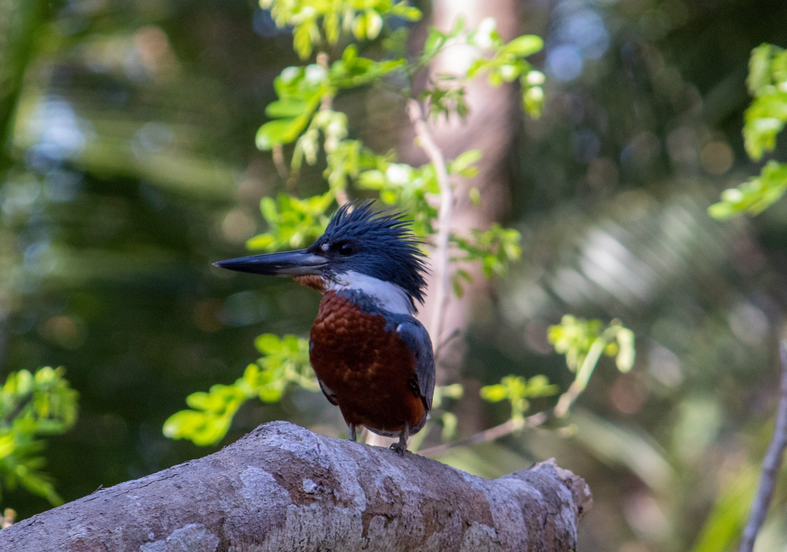 martin-pecheur, oiseaux, costa rica, ornithologie, caño negro